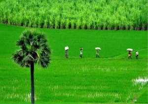 India’s support to farmers is well within the WTO threshold. And, Food Security Act outlays shouldn’t be included. India should not give up its sovereign right to support farmers. - K.R. Deepak 